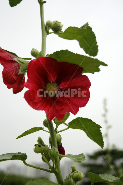 접시꽃,식물,flower,plants,nature,꽃,꽃봉오리,식물,자연,plants,nature,꽃,flower
