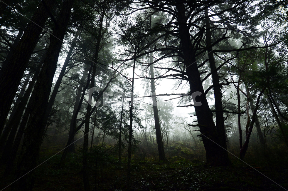 산림,숲,안개낀숲,우중충한숲,캐나다,외국숲,자연,풍경,nature,landscape,tree,나무,plant,식물