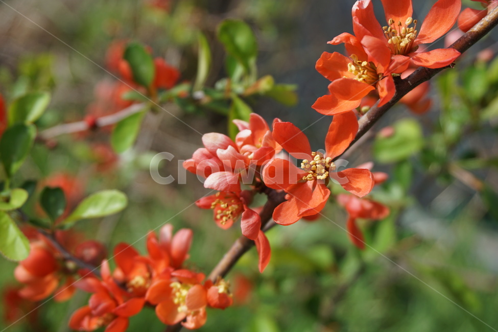 꽃,꽃잎,주황색,봄,초봄,4월,녹색,식물,자연,plants,nature,꽃,flower