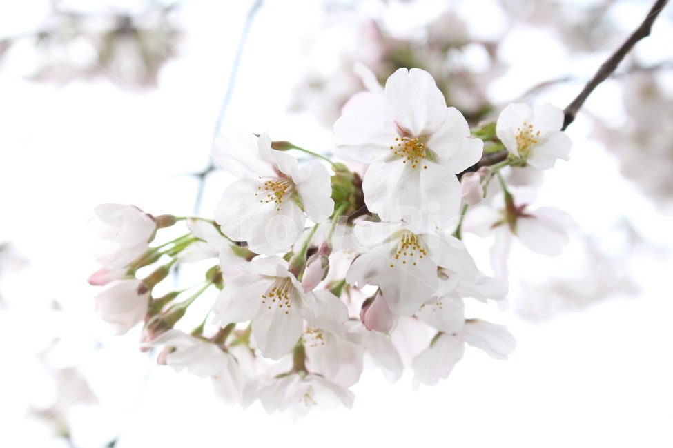 벚꽃,꽃,하얀꽃,아웃포커스,하얀,봄,계절,spring,season,식물,자연,plants,nature,꽃,flower,plant