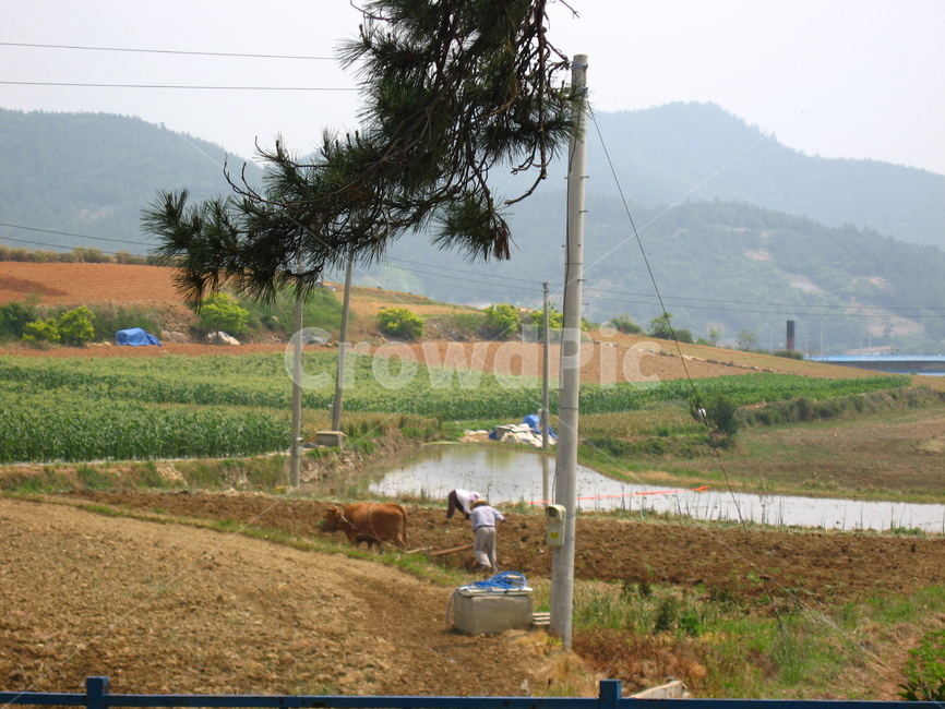 animal,cow,mammal,nature,human,자연,농사,농장,일,시골,마을,풍경,landscape,country,rural,town,농업,농사,agriculture,farming,farming industry