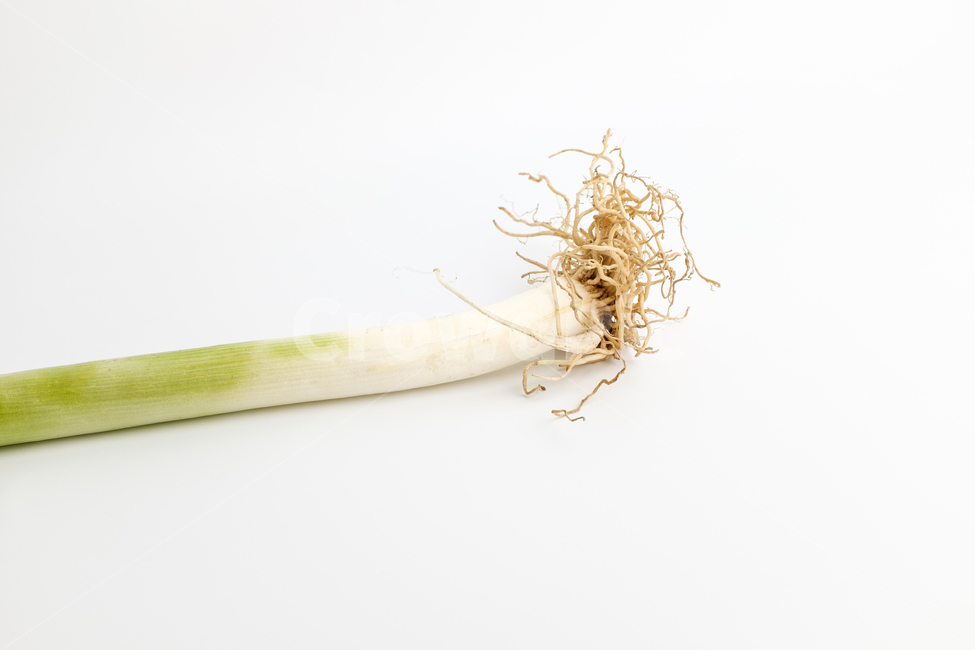 파,대파,식물,채소,파뿌리,뿌리,초록색,흰색,음식,재료,식재료,식품,음식재료,신선한,매운,달콤한,두꺼운,긴,줄기,야채,날것,잘익은,식용,클로즈업,양념,향