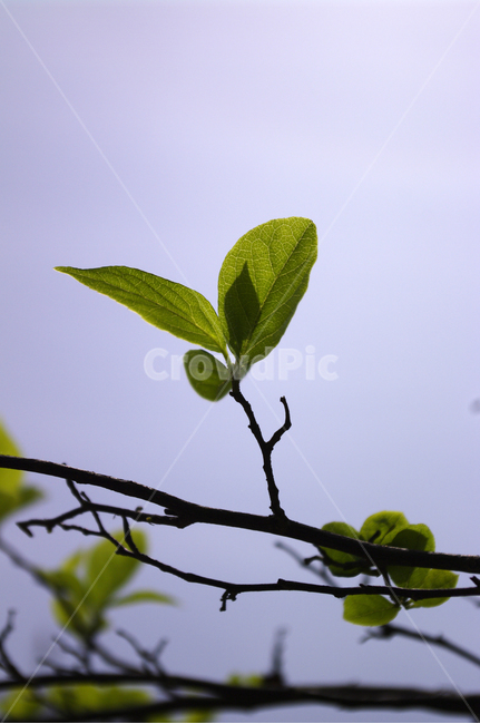 나무,잎,하늘,식물,plant,식물,자연,plants,nature