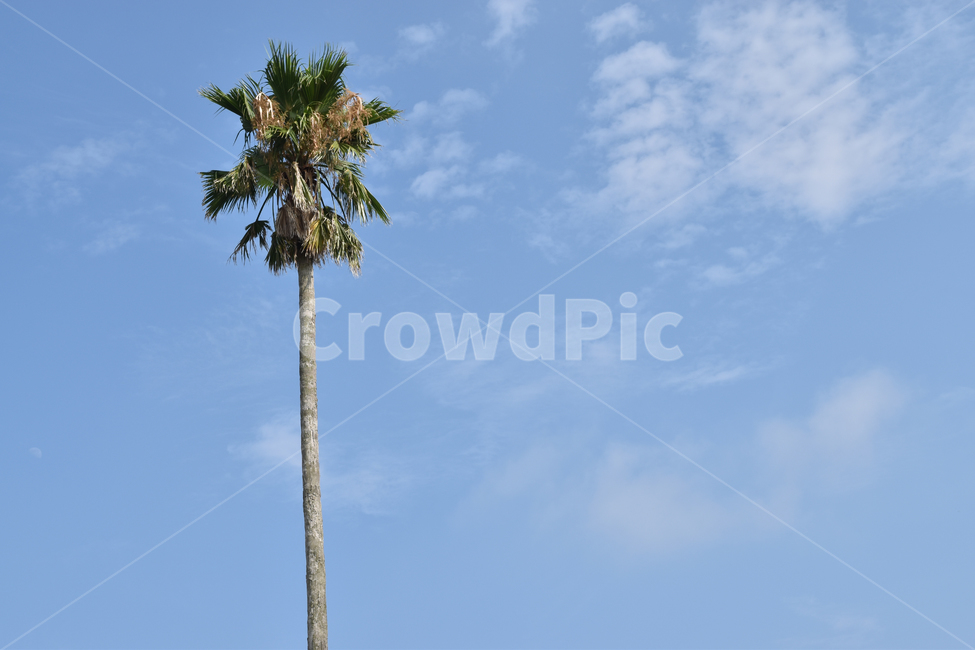 야자수,하늘,제주도,하와이안,자연,맑음,나무,휴양지,자연,풍경,nature,landscape,tree,plant,식물,palm tree