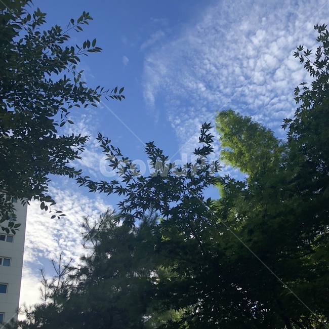 나무,구름,하늘,감성적,cloud,자연,풍경,nature,landscape,tree,plant,식물