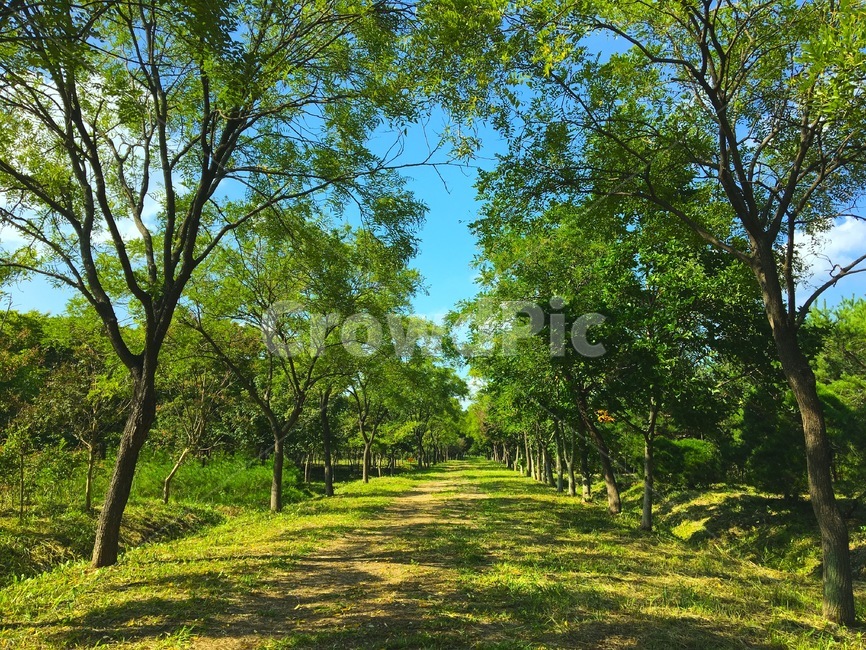 여름,나무,산책길,summer,계절,season,tree