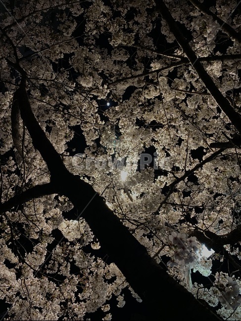 벚꽃,꽃,밤,night,flower,cherryblossom,blossom,plant,식물