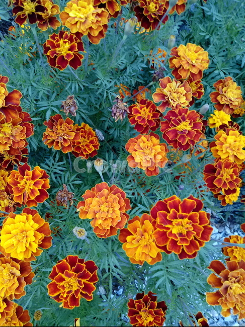 꽃,식물,plant,flower,금송화,금장화,하국,도경,식물,자연,plants,nature,꽃,flower