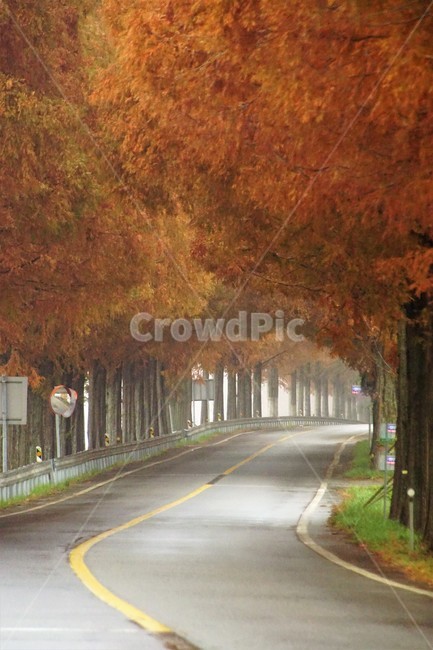 nature,tree,trees,natural scenery,emotion,fall,road,colonnade,plant,maple,Korean natural scenery,orangecolor,autumn,Metasequoia Road,orange color,Emotion,Maple,Fog