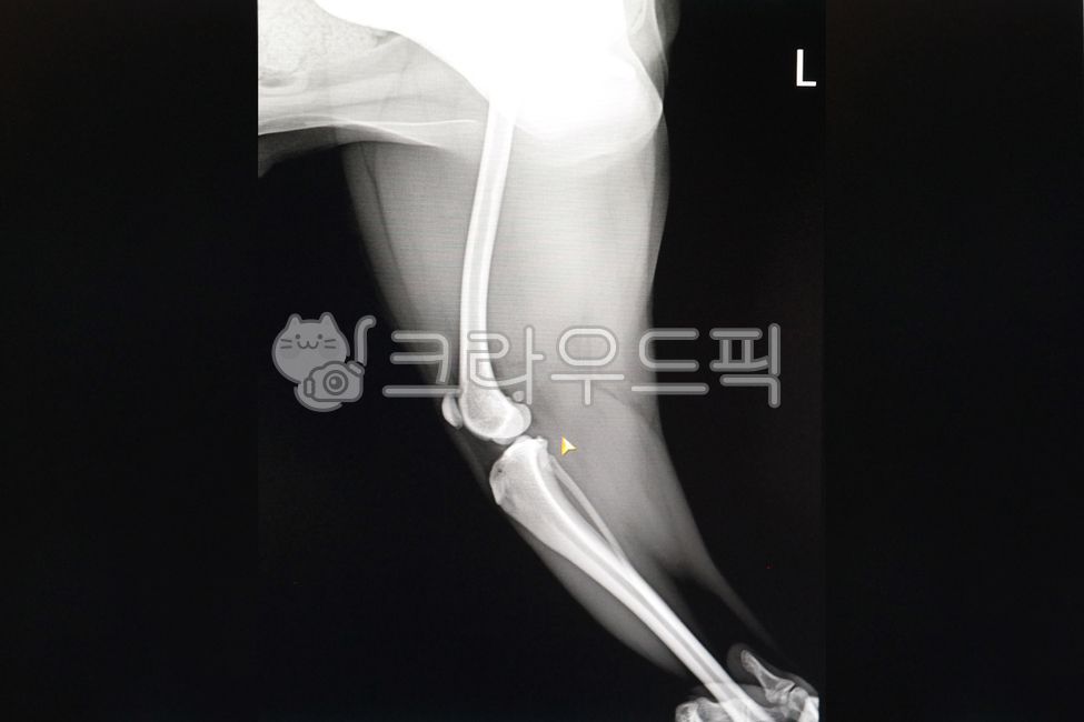 pets,anatomy,radiology,photo,bone,xray,patella,leg,perspective photo,puppy,animal hospital,veterinarian,perspective,animal,Xray,veterinary medicine,hospital,dog,pet dog,pet,surgery