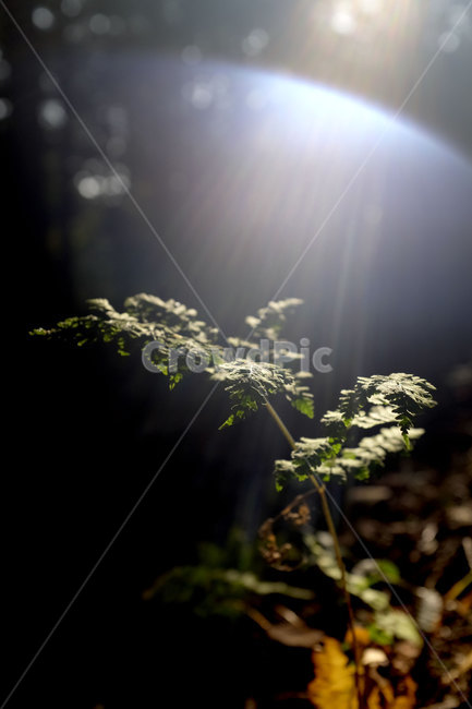 자연,잎,숲,빛,nature,leaf,light,forest,햇빛,숲속,플레어,sunlight,식물,plant,식물,자연,plants,nature,휴식,힐링,rest,relaxation,healing