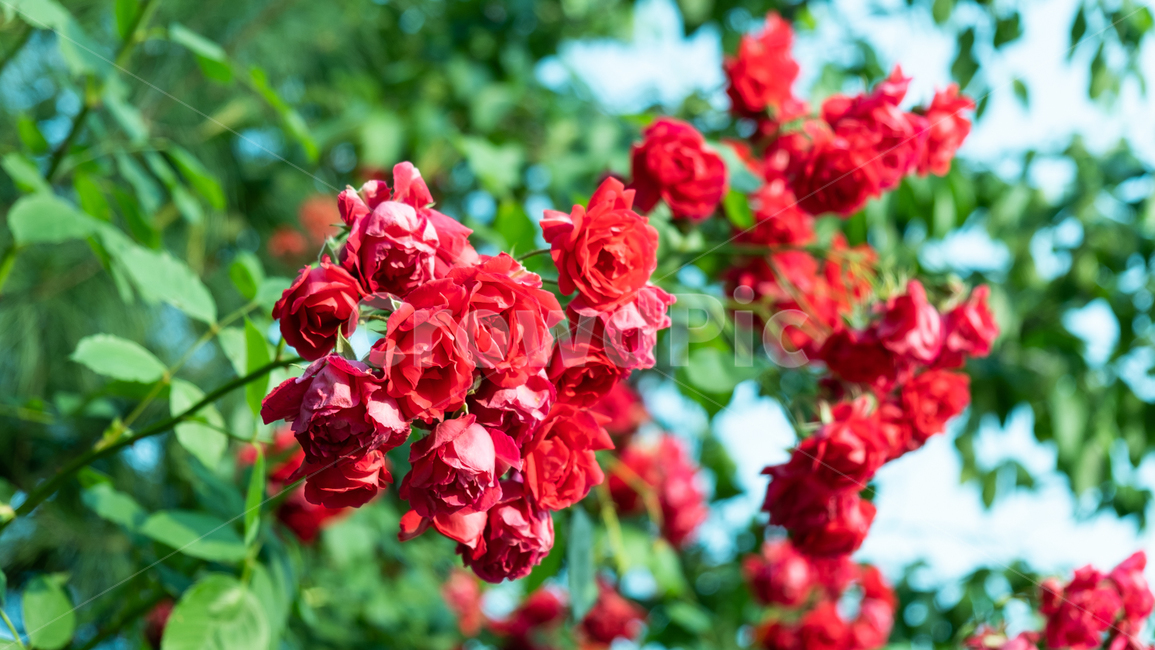 장미,장미꽃,rose,꽃,flower