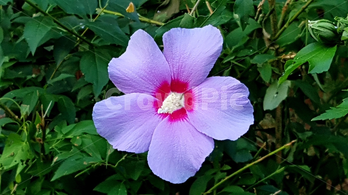 무궁화,나라꽃,국가꽃,독립운동,태극기,한국전통,한국문화,korean traditional,korean culture,식물,자연,plants,nature,꽃,flower