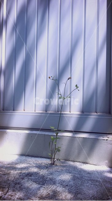잡초,꽃,외로움,고독,풍경