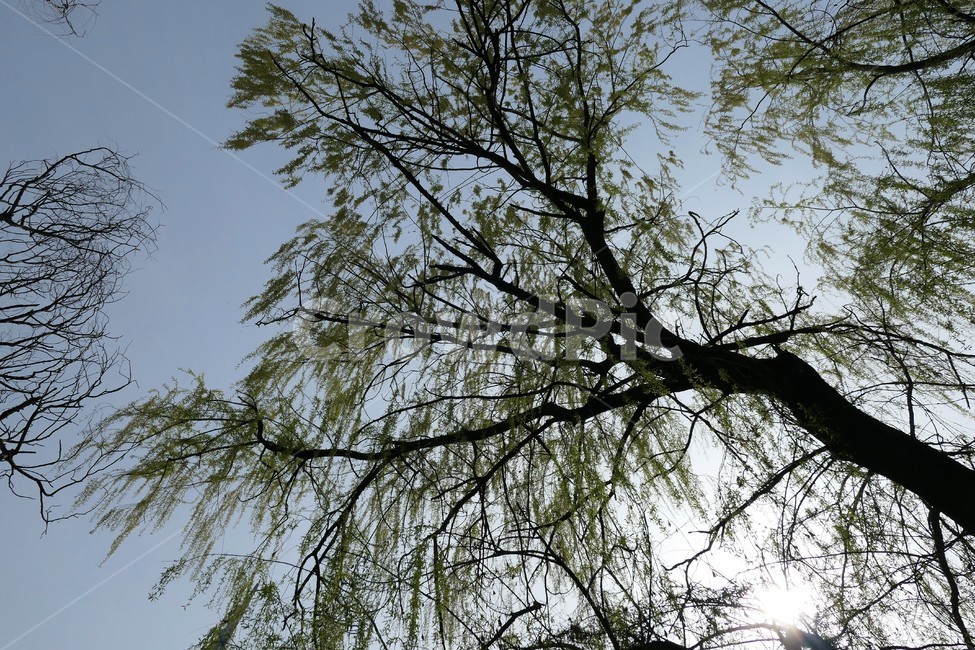 자연,샛강,봄,나무,풀,꽃,초록,숲,식물,자연,plants,nature