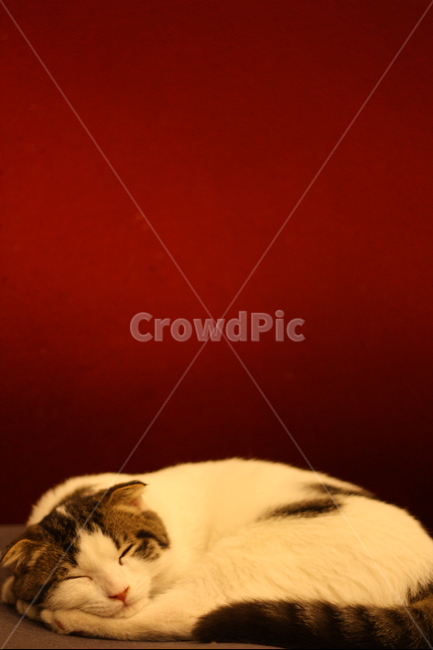 동물,고양이,휴식,잠,집사,힐링,냥이,동물,animal,포유류,mammal,고양이,cat,kitten,kitty