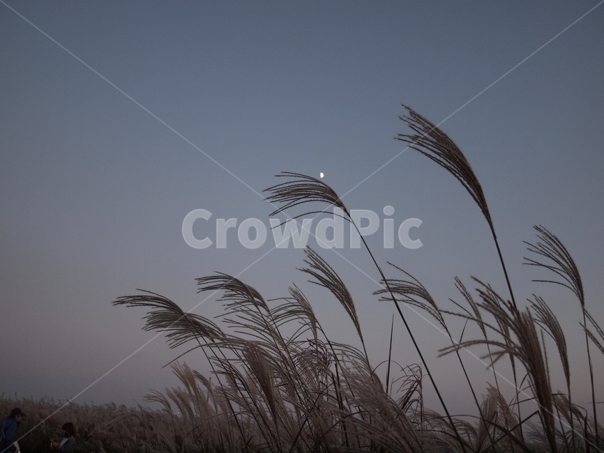 하늘공원,하늘,노을,밤,억새,grass,plant,식물,lawn,잔디,reed,갈대,human