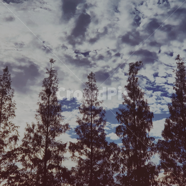나무,구름,으스스한,무서운,트리,거대한,tree,cloud,귀신같은,글귀배경,자연,풍경,nature,landscape,plant,식물,fir,전나무