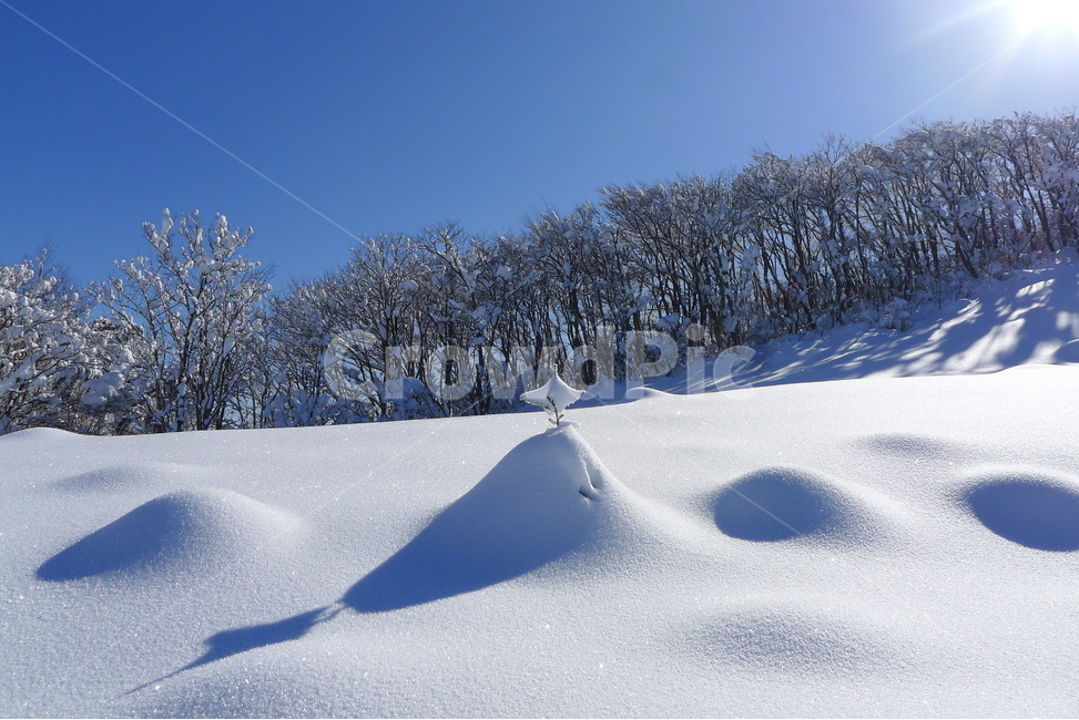 대관령,선자령,설경,햇살,햇빛,겨울,계절,winter,season,자연,풍경,nature,landscape,outdoors,옥외,tree,나무,plant,식물