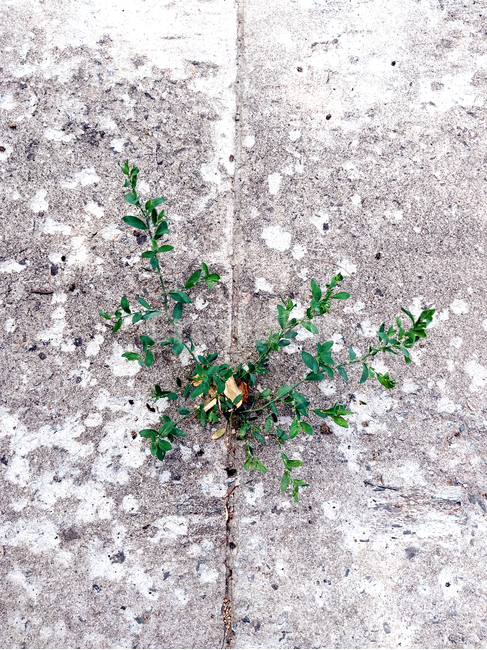 ground,바닥,plant,식물,잡초,시멘트바닥,가운데,홀로,식물,자연,plants,nature