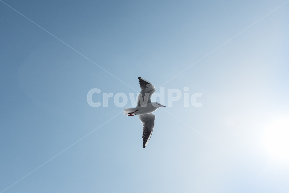 하늘,갈매기,동물,자연,풍경,맑은하늘,주간,한마리,파란색,동물,animal,조류,새,birds