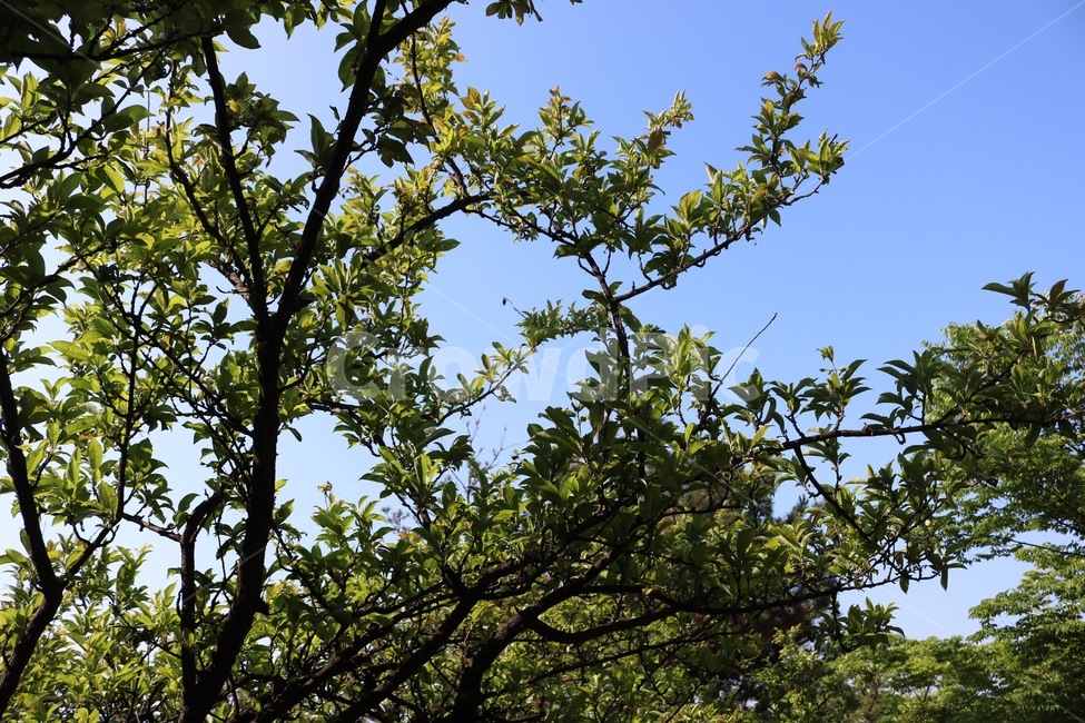 하늘,나무,자연,하늘색,초록,sky,tree,nature,skyblue,green,sora,ki,sorairo,midori,식물,plants,shokubutsu,식물,자연,plants,nature,나무,trees,wood