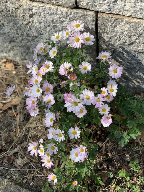 plant,식물,돌담길,둘레길,성벽,꽃,flower,담벼락,wall,식물,자연,plants,nature,꽃,flower