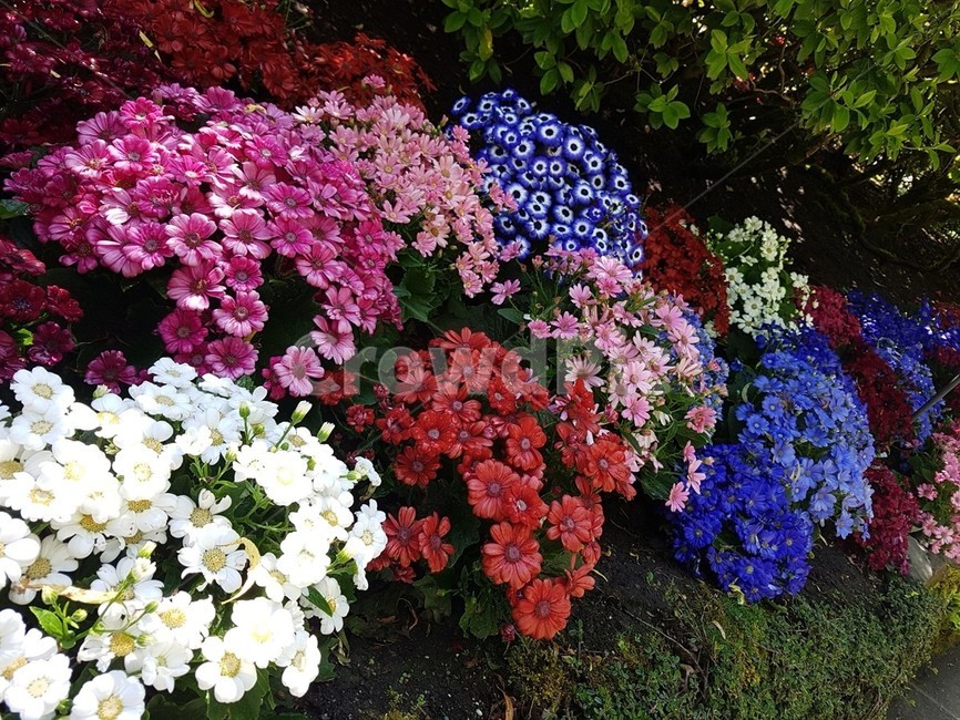 꽃가든정원나무숲속화분,꽃,가든,정원,나무,숲속,화분,식물,자연,plants,nature,꽃,flower