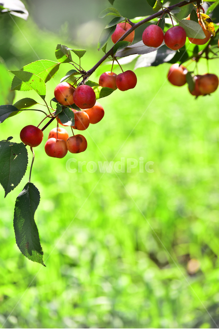 사과,애기사과,능금,과일,식용,음식,푸드,apple,fruit,간식,디저트,먹거리,구연산,달콤,새콤,나무열매,열매,food,plant,배경,바탕,백그라운드,background,빨강색,레드,식물,과일,열매,fruit