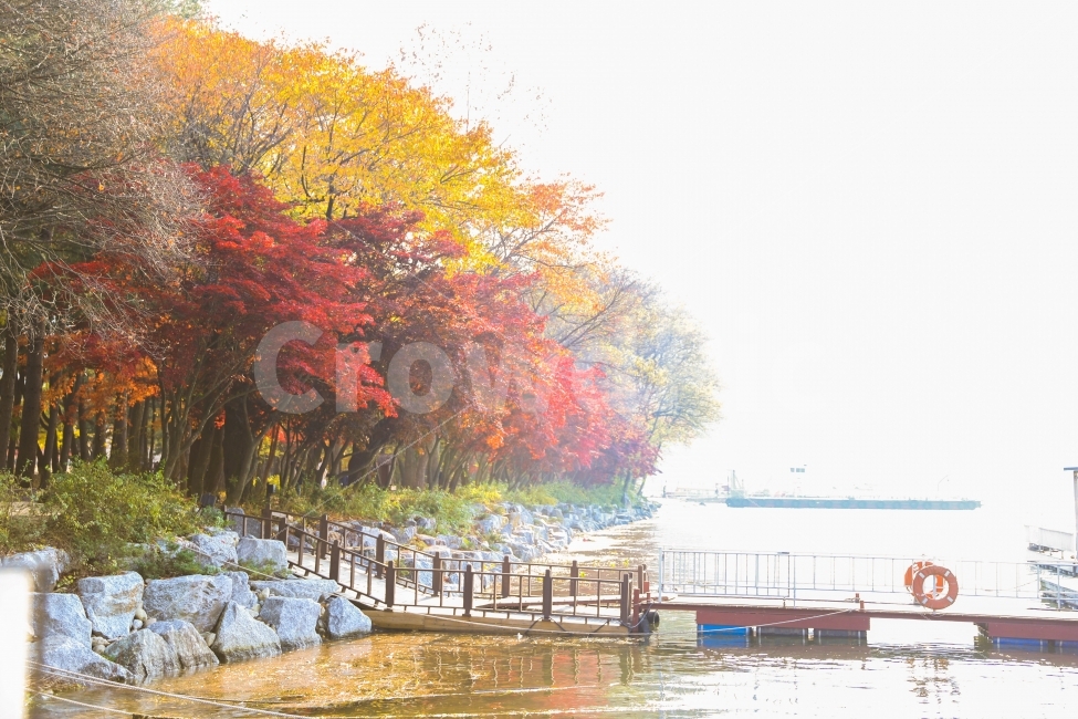 남이섬,단풍놀이,가을,은행,가을스냅,가을,계절,fall,autumn,season,자연,풍경,nature,landscape,한국자연풍경,한국자연경관,korea nature landscape,water,물,waterfront,워터 프론트,물가