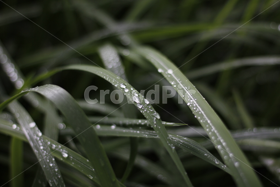 plant,waterdrop,leaf,grass,droplet,식물,물방울,잔디,작은물방울,식물,자연,plants,nature