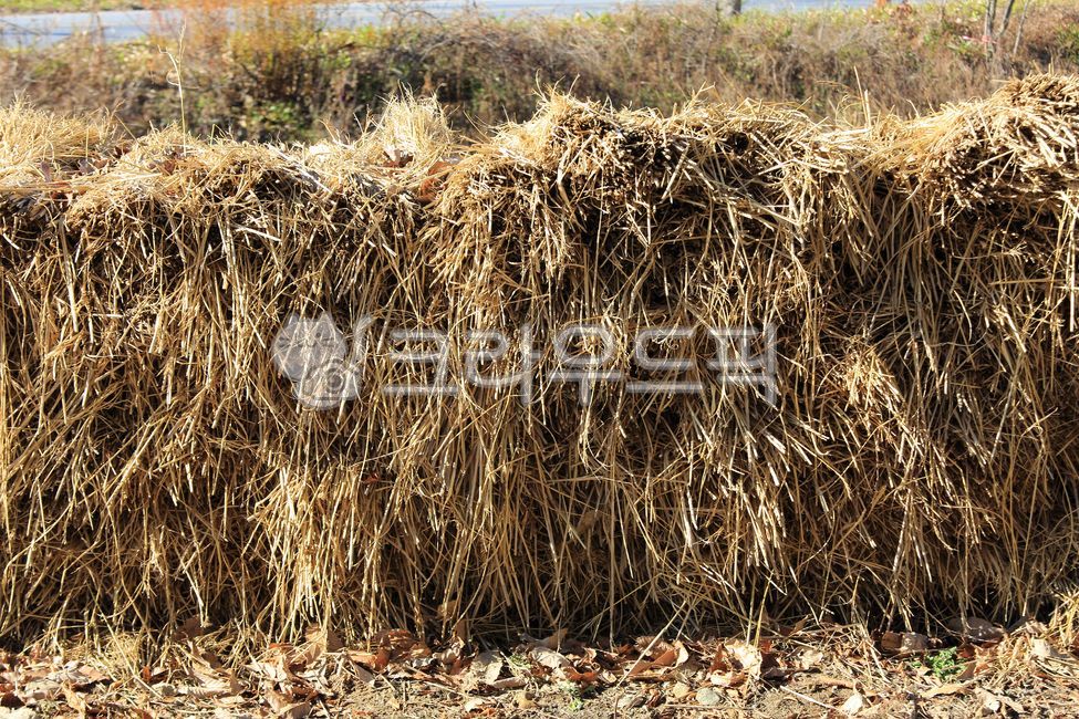 볏집,건초,논,쌓아놓은,볏단,시골,농촌,소먹이,농업,가을,11월,경치,논농사,흙,야외,scenery,벼농사,landscape,view,fall,outdoors,autumn,자연,nature,감성