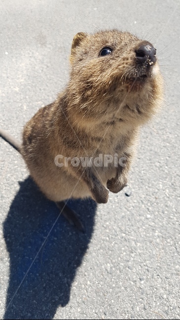 smiling,happy animals,australian animals,animal,Rottnest,australia,wild animals,quokka