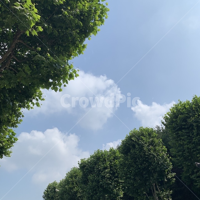 하늘,나무,구름,뭉게구름,해,산,자연