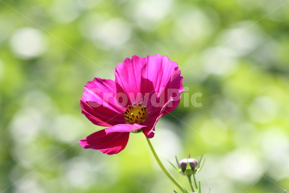 코스모스,꽃,식물,가을꽃,cosmos,가을,계절,fall,autumn,season,식물,자연,plants,nature,꽃,flower,plant