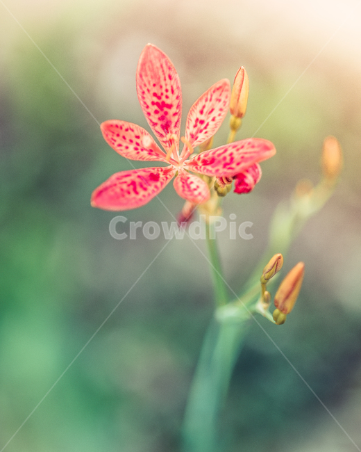 꽃,매크로,접사,자연,식물,식물원,식물,자연,plants,nature,꽃,flower
