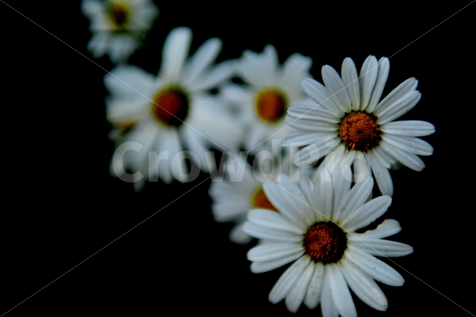 꽃,들꽃,들국화,가을,꽃이름,식물,자연,plants,nature,꽃,flower