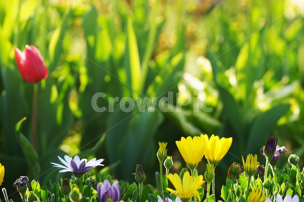 아침,이슬,봄꽃,햇살,아침햇살,봄,계절,spring,season,식물,자연,plants,nature,꽃,flower,휴식,힐링,rest,relaxation,healing,plant,blossom