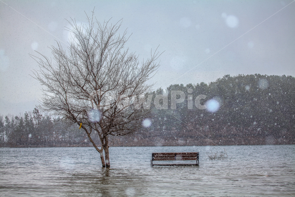 호수,자연,눈,nature,outdoors,옥외,겨울,겨울,계절,winter,season,자연,풍경,nature,landscape,식물,plants,나무,trees,wood