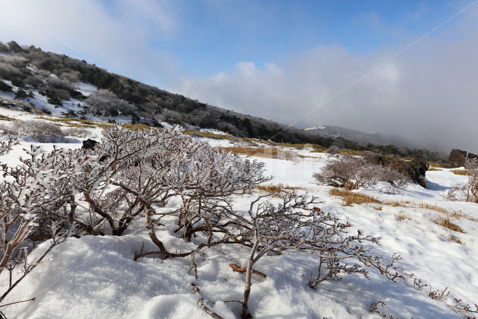 겨울,설산,눈,자연,풍경,하늘,소나무,겨울,계절,winter,season,자연,풍경,nature,landscape,outdoors,옥외