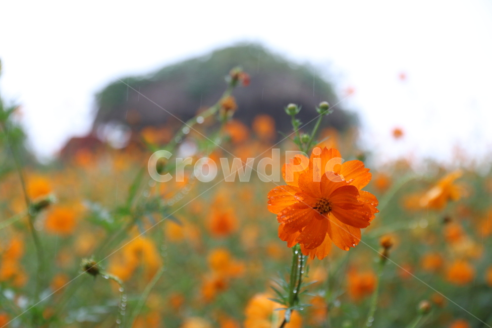 노랑,꽃,황화코스모스,노랑코스모스,가을꽃,식물,yellow,야외,cosmos,계절,plant,가을,계절,fall,autumn,season,식물,자연,plants,nature,꽃,flower