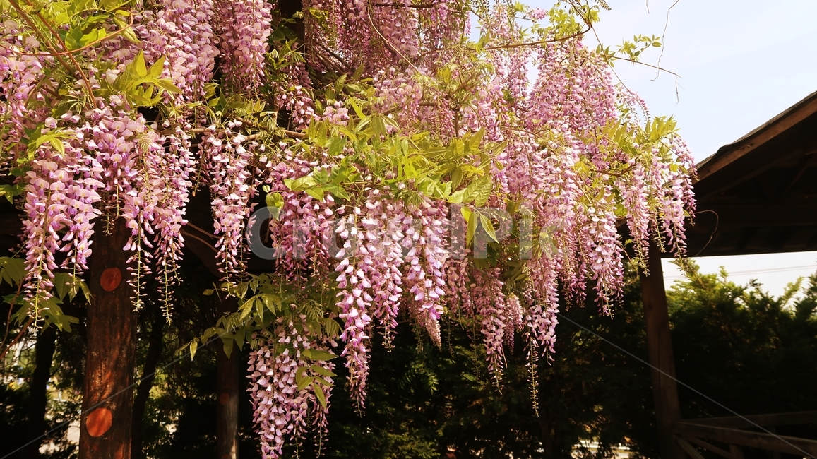 등나무꽃,등나무,봄,봄꽃,꽃,핑크,분홍,오두막,blossom,garden,nature,park,plant,bloom,wisteria,purple,blooming,flower,violet,spring,outdoor,leaf,beautiful,정원,잎사귀,피다,wisteriafloribunda,wisteriasinensis,background