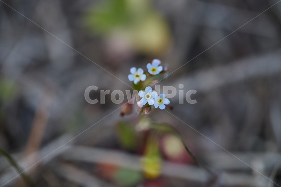들꽃,꽃마리,꽃,접사,매크로,macro,flower,식물,자연,plants,nature,꽃,flower