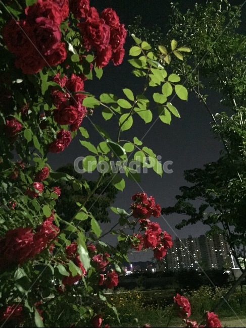 밤,밤장미,마을,불빛,장미와마을