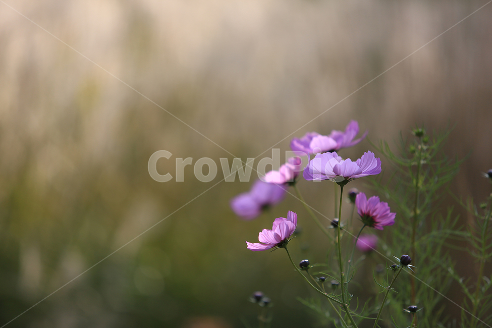 꽃,가을,코스모스,분홍,flower,autumn,cosmos,pink,가을,계절,fall,autumn,season,식물,자연,plants,nature,꽃,flower,geranium,제라늄,blossom,plant