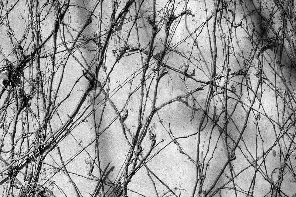 가을,계절,아이비,담쟁이,고착,벽,식물,자연,plants,nature,흑백,모노톤,monochrome,black and white