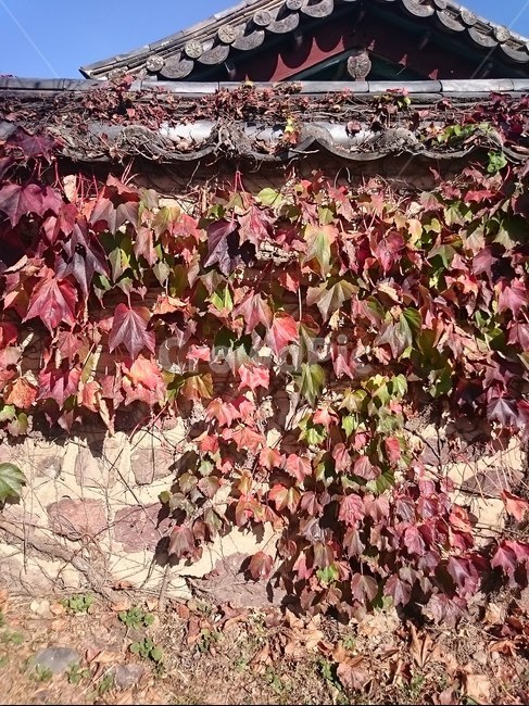 전통,담장,벽,가을,담쟁이,traditional,fence,autumn,ivy,red,가을,계절,fall,autumn,season,한국전통,한국문화,korean traditional,korean culture,plant,식물,leaf,잎