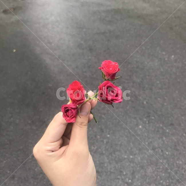 장미,비오는날,자얀,배경화면,조화