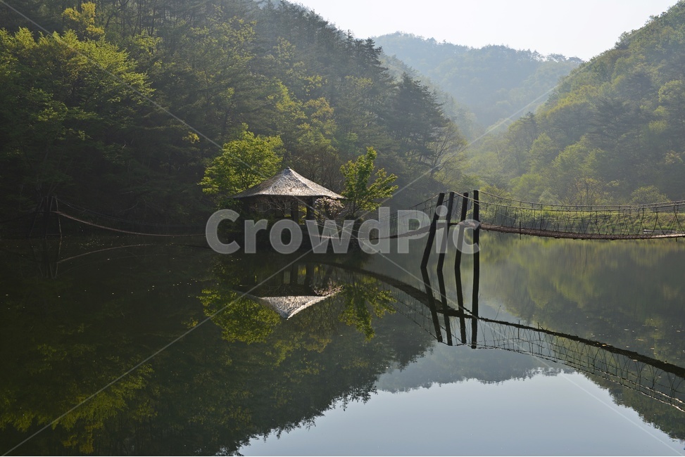 plant,식물,tree,나무,전남,순천,일일레져타운,물안개,water,물,outdoors,옥외,nature,자연