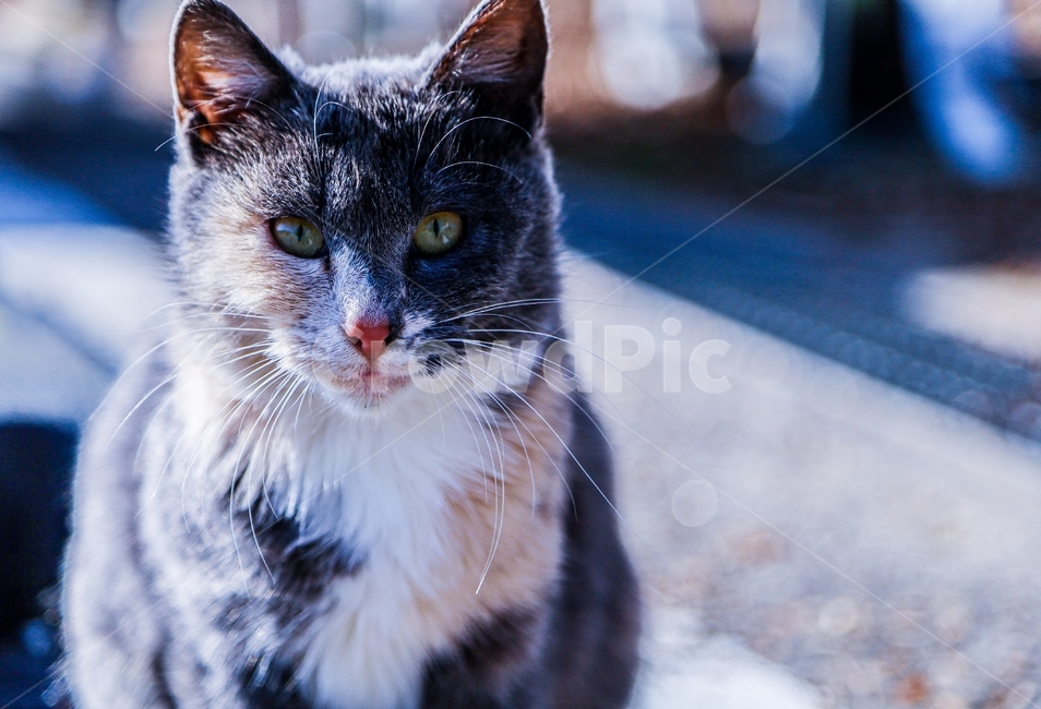 동물,고양이,cat,animal,길고양이,애완돌물,pet,동물,animal,포유류,mammal,고양이,cat,kitten,kitty